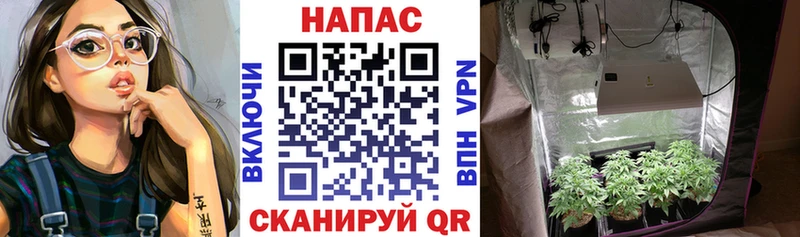 Бошки Шишки SATIVA & INDICA  где купить наркоту  Суровикино 